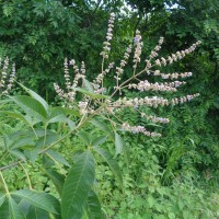 Vitex altissima L.f.